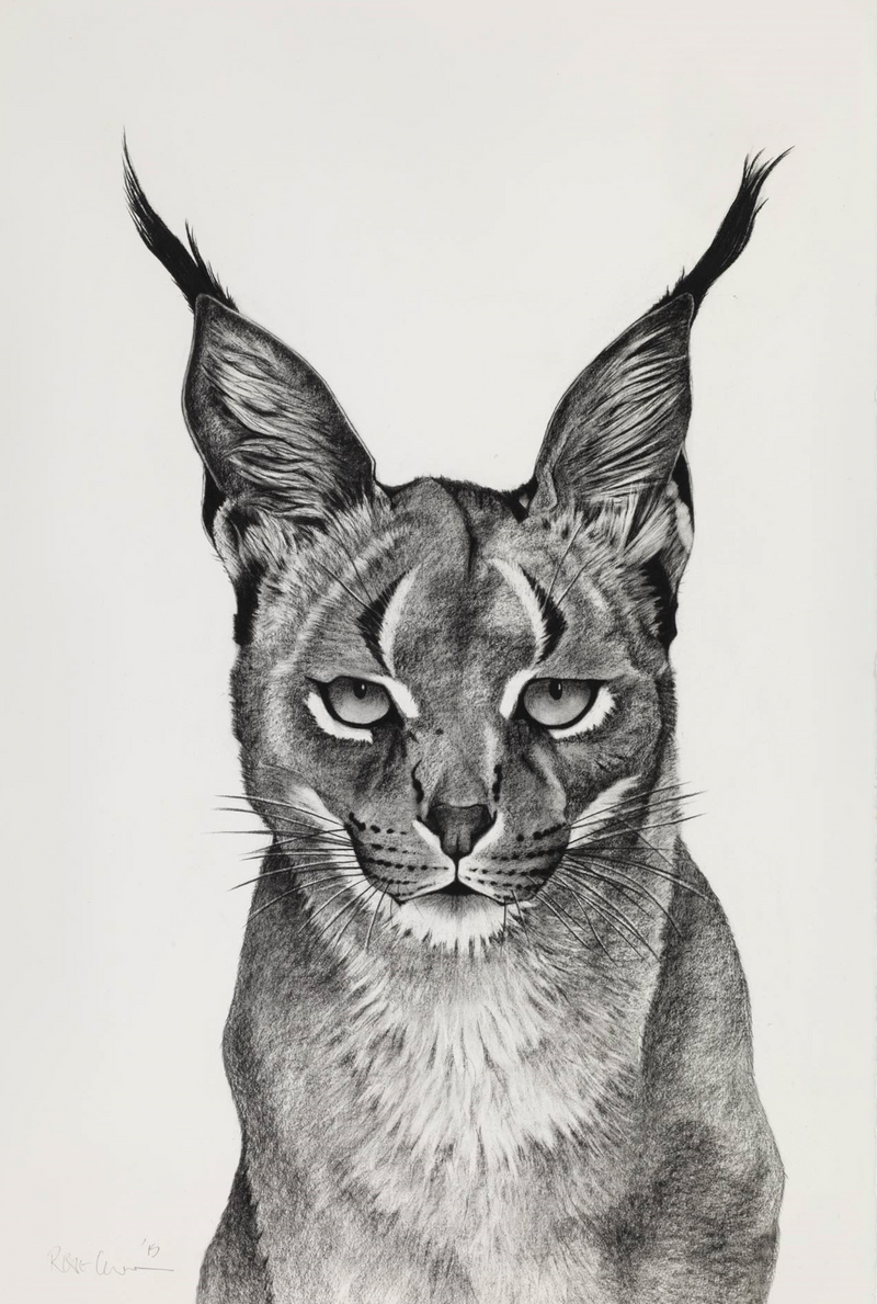 Caracal Observing